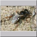 Oxybelus uniglumis - Weissfleckige Fliegenspiesswespe w04b 7mm beim Nestbau - OS-Wallenhorst-Tongrube-Lehmwiese.jpg